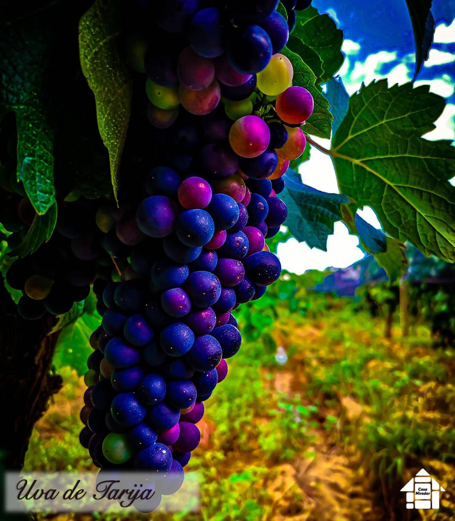Apartmán Departamento Rustico 1 Tarija Exteriér fotografie